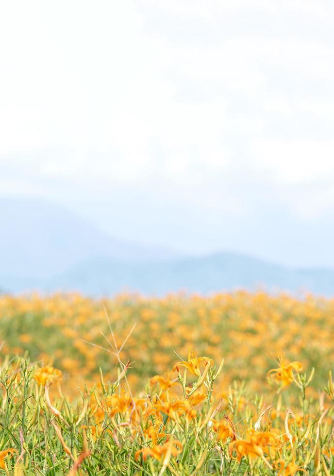 bela fazenda de flores de hemerocallis laranja na montanha liushidan de sessenta rochas com céu azul e nuvem, fuli, hualien, taiwan, close-up, copie o espaço foto