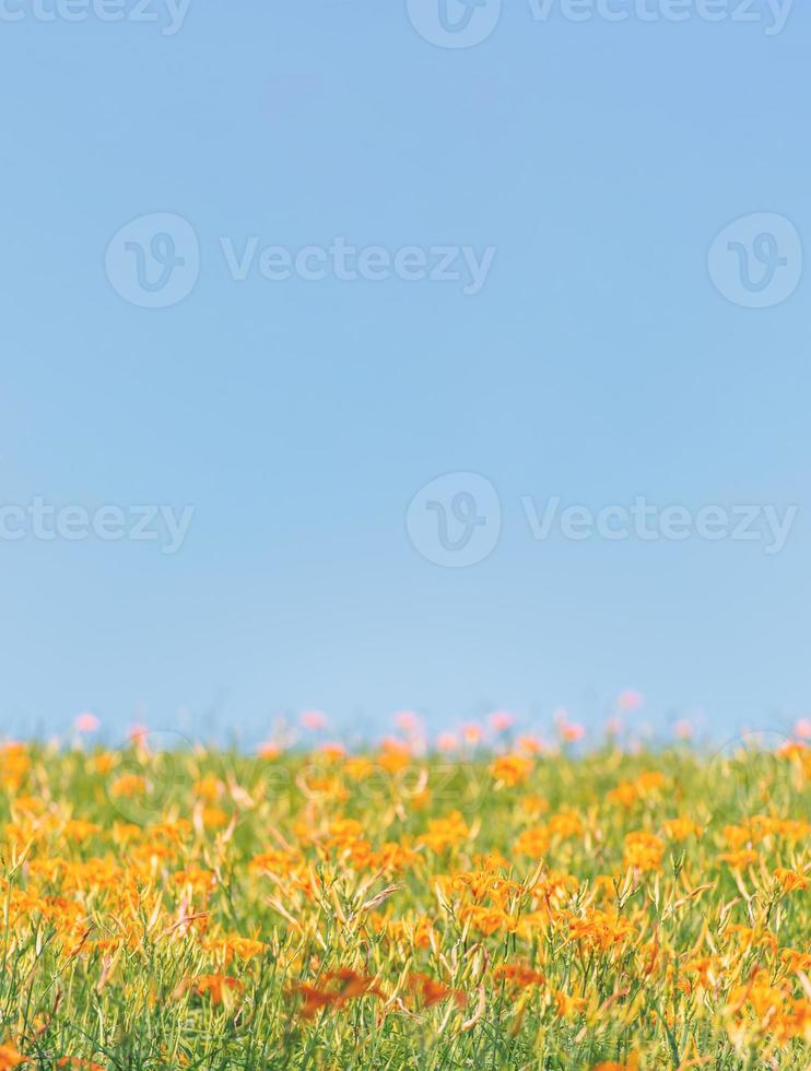 bela fazenda de flores de hemerocallis laranja na montanha liushidan de sessenta rochas com céu azul e nuvem, fuli, hualien, taiwan, close-up, copie o espaço foto