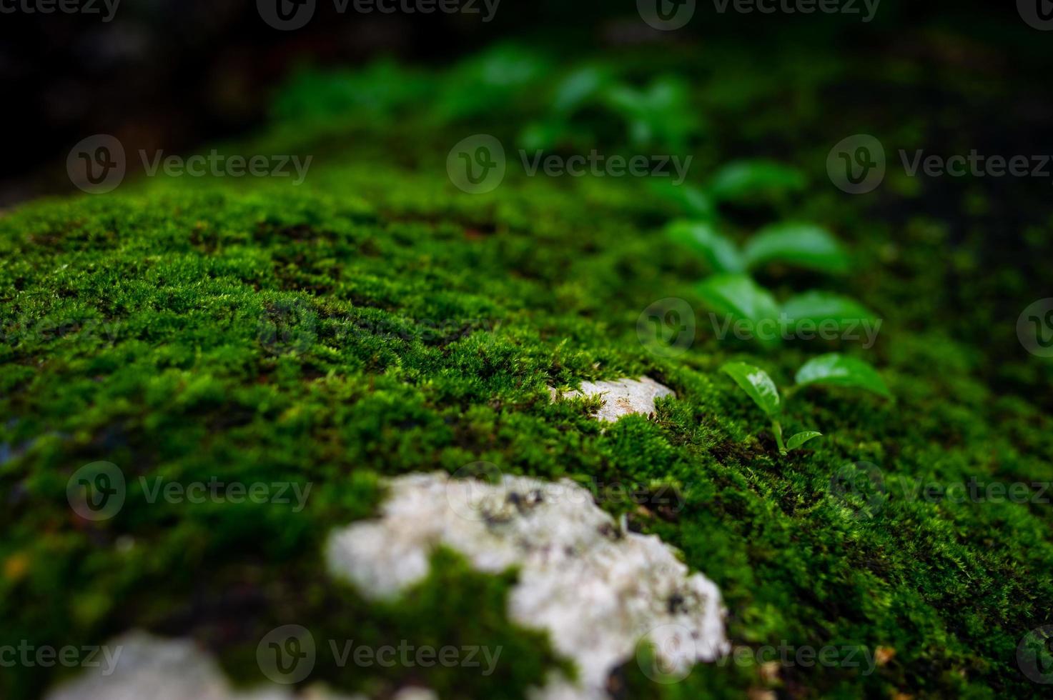 a água krai krai nasce na rocha na floresta tropical e tem uma serraria verde. foto