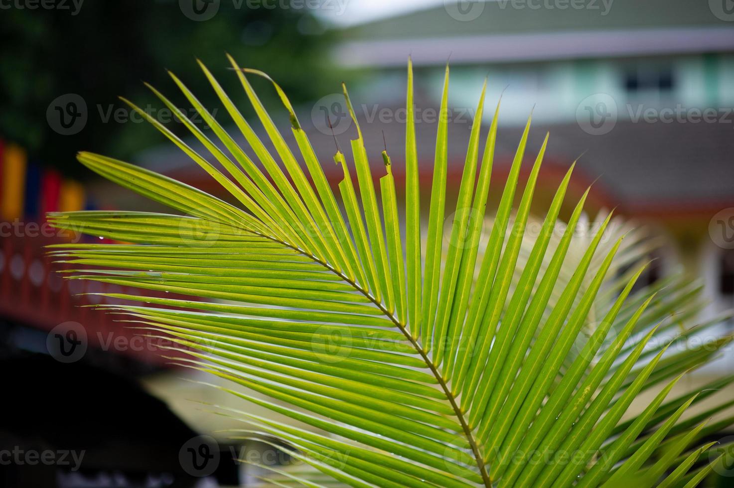 lindas folhas verdes na estação chuvosa. conceito natural foto