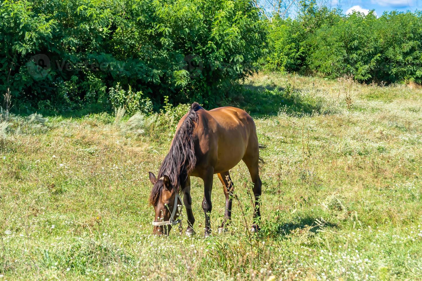 lindo garanhão de cavalo selvagem marrom no prado de flores de verão foto