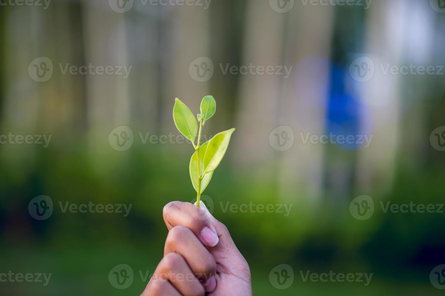 mãos e folhas verdes lindo pico frondoso verde foto