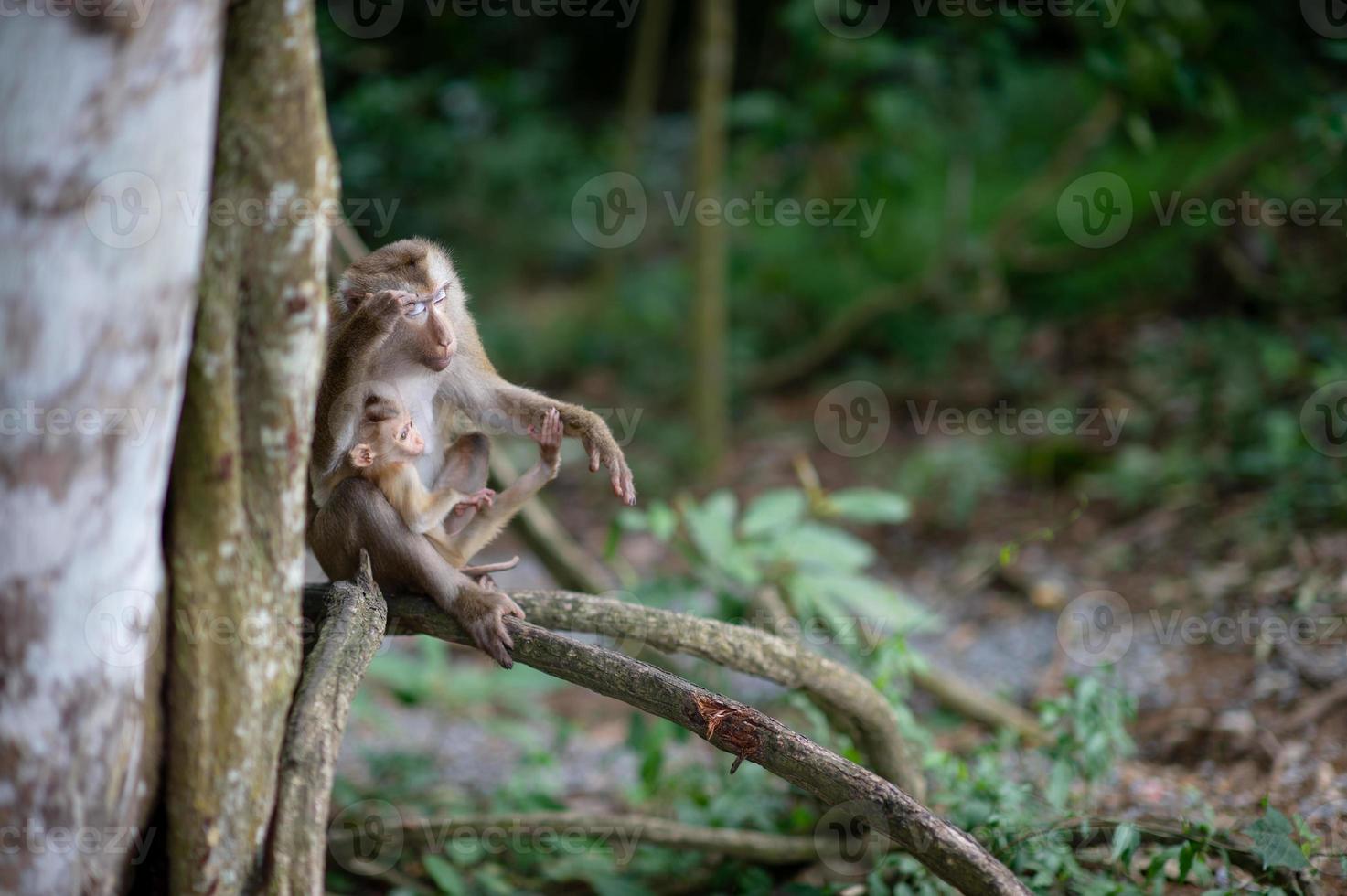 macacos e macacos na floresta fértil foto