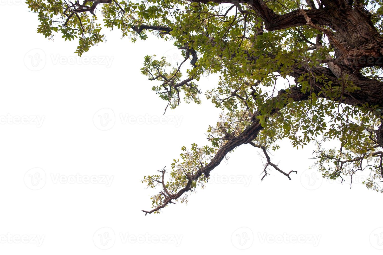 bela árvore em um conceito natural de fundo branco foto