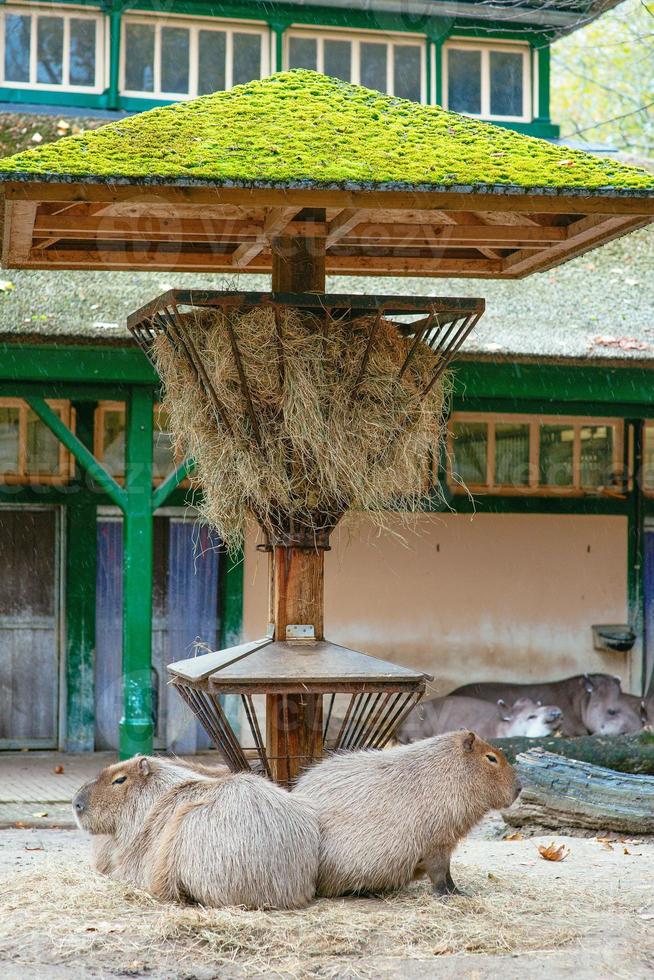 capibares no artis zoo amsterdam, holanda foto