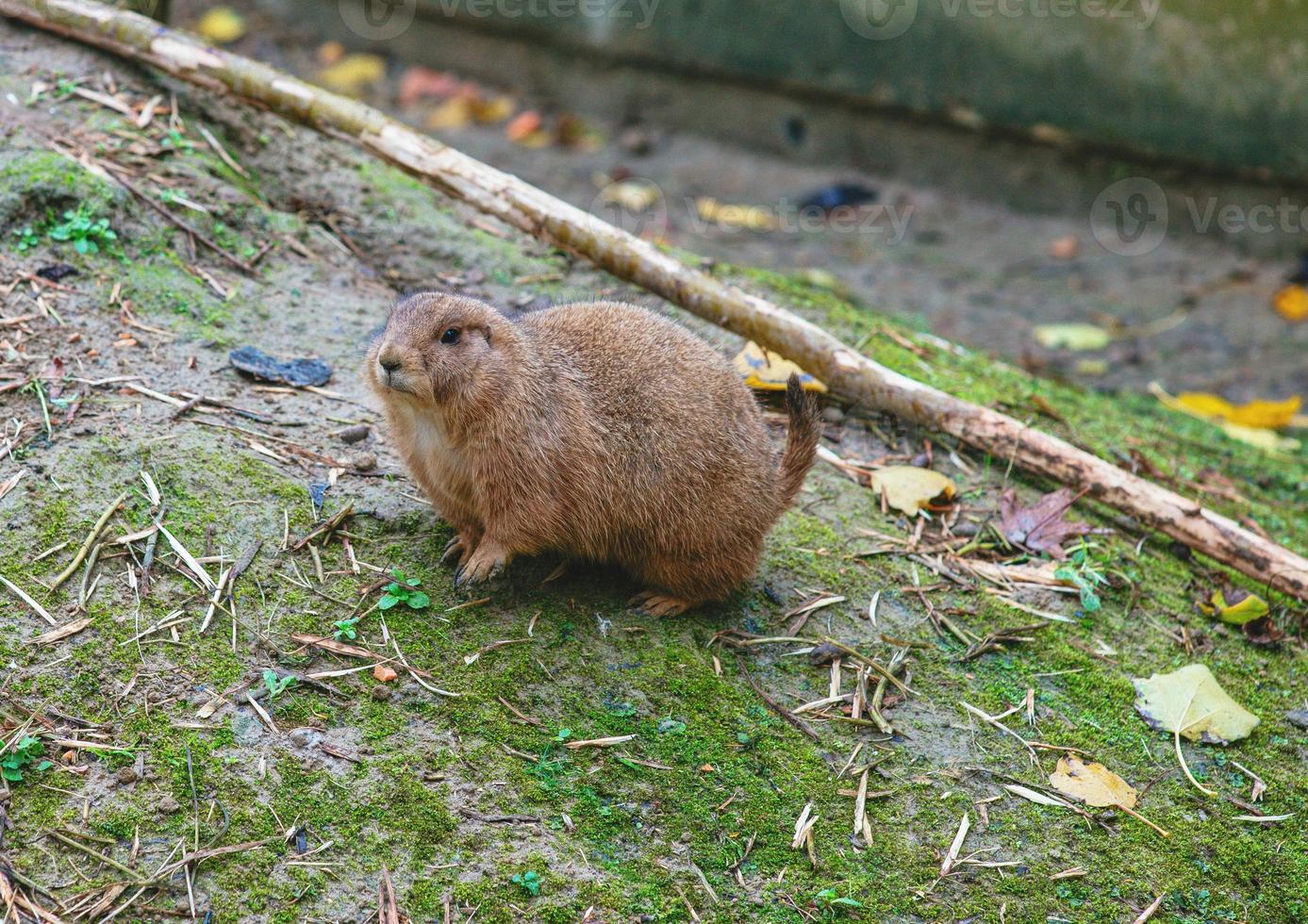 o cão da pradaria de cauda preta no zoológico foto