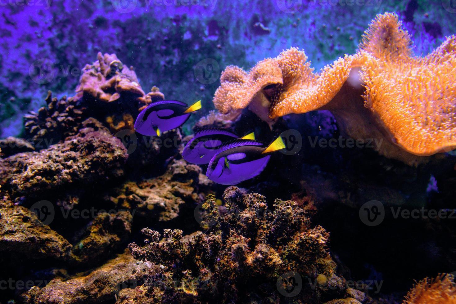 peixes tropicais coloridos e corais debaixo d'água no aquário foto