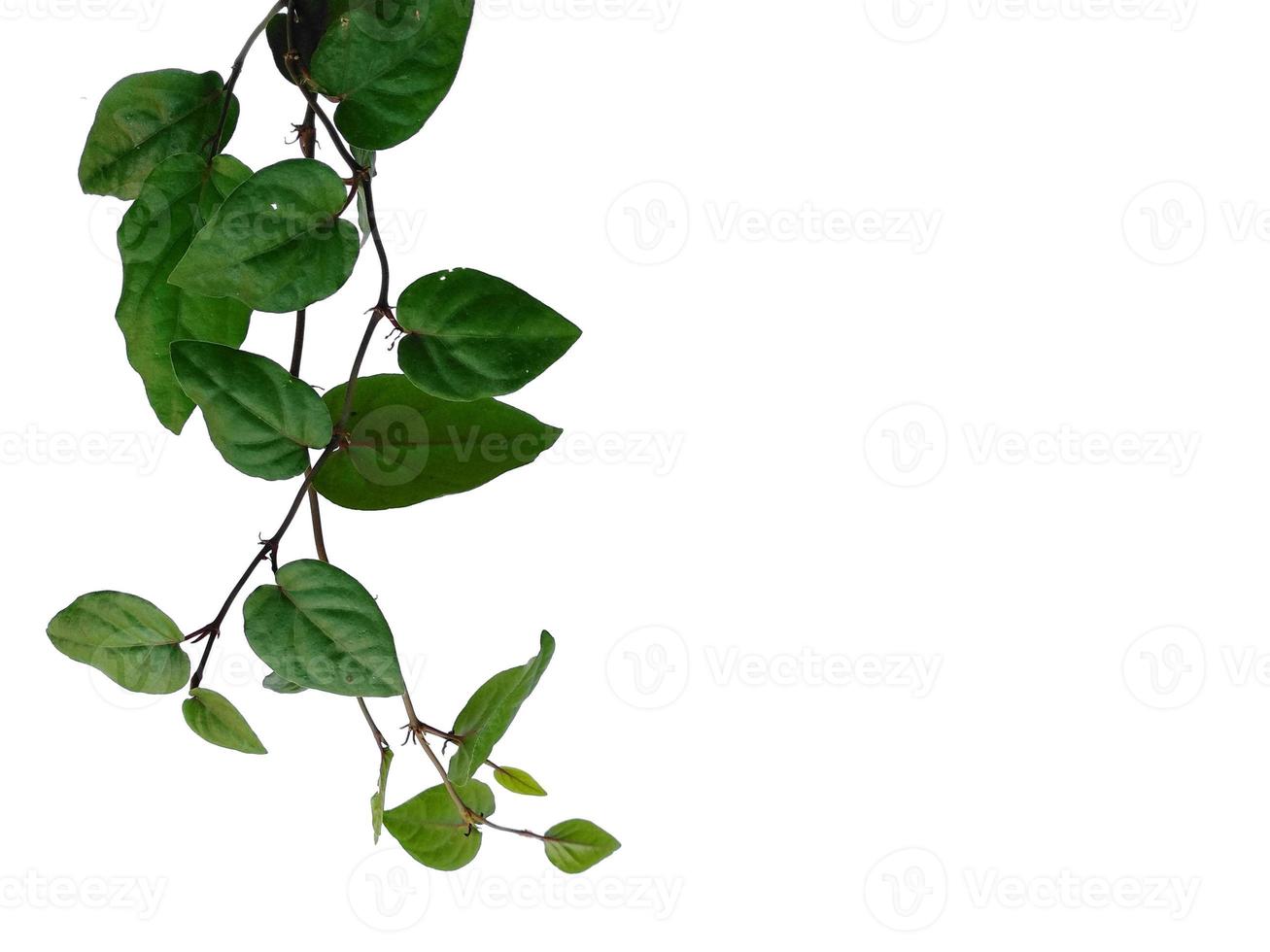 folhas de piper retrofractum ou folha de java chili em fundo branco foto