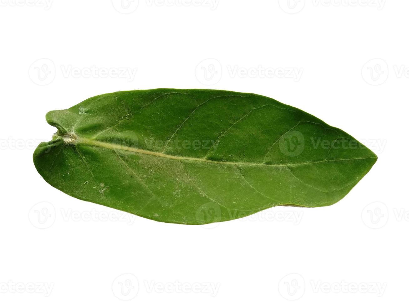 folhas de calotropis gigantea ou folha de calotropo gigante isolada no fundo branco foto