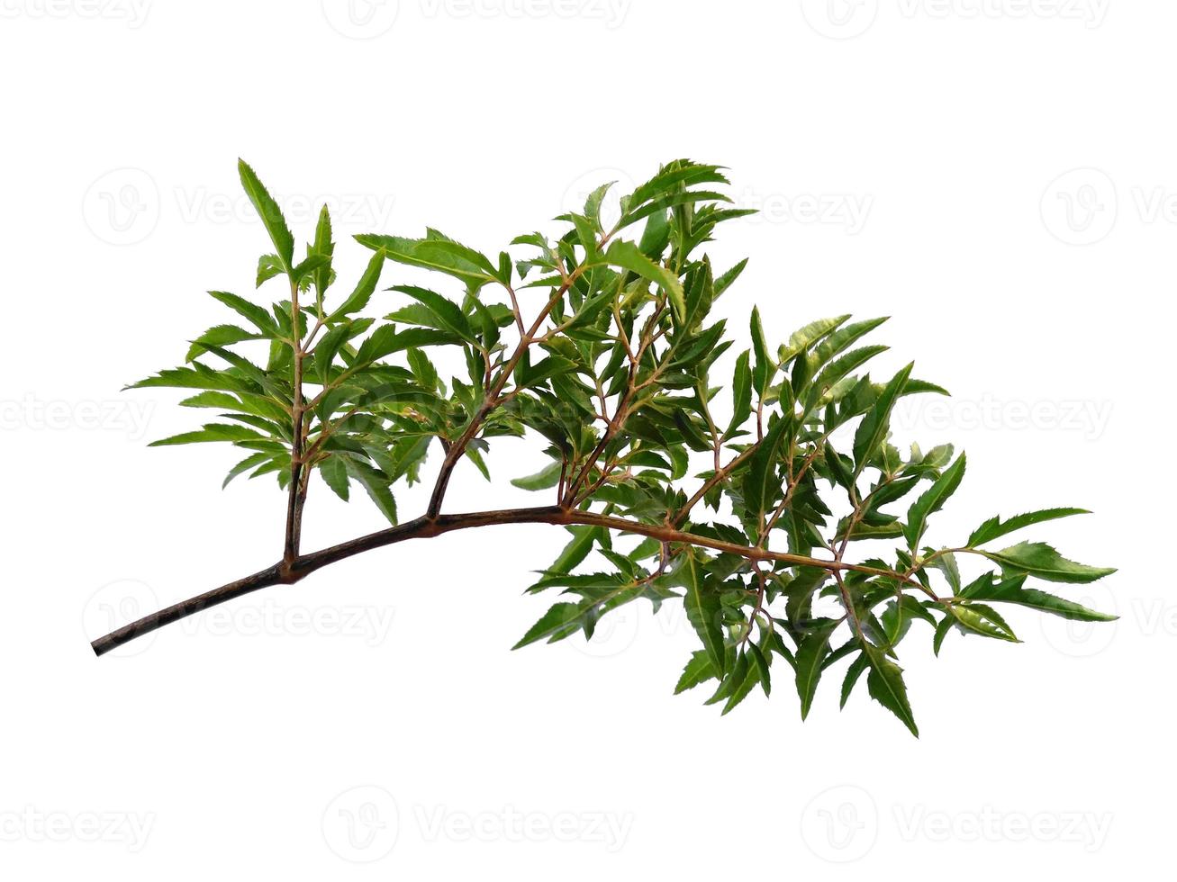 planta verde ou folha verde isolada no fundo branco foto