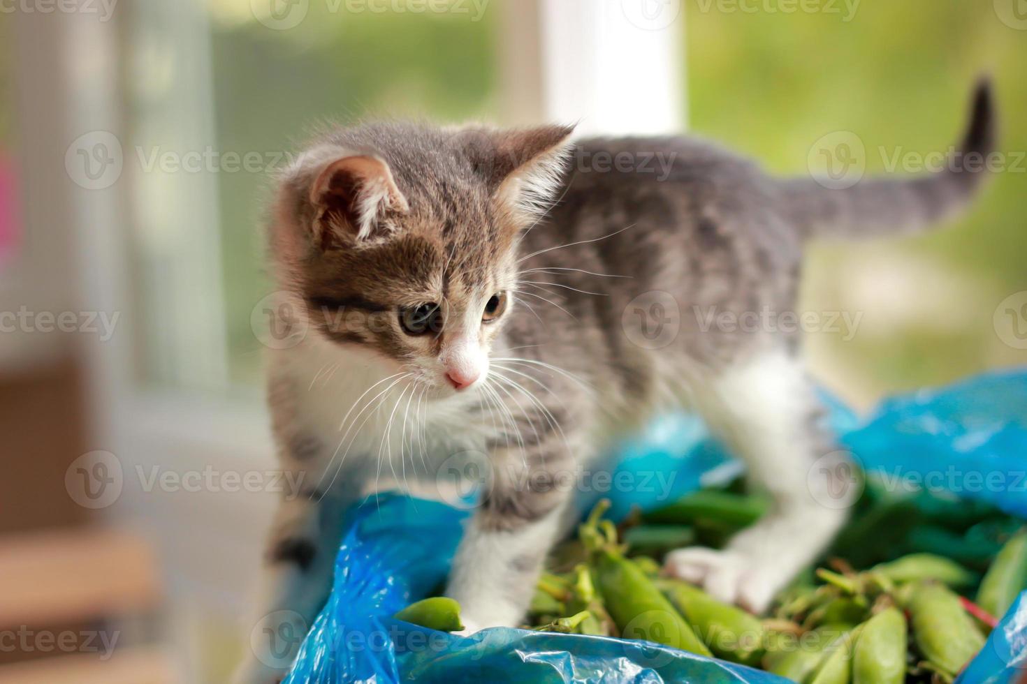 gato cinza bebê em pé dentro da caixa olhando para cima foto