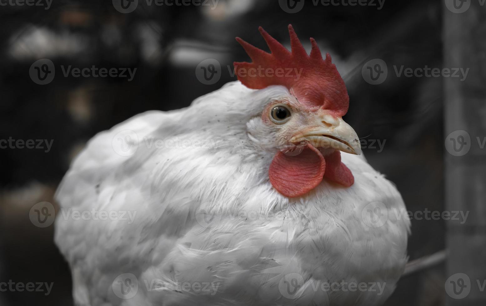 galinhas de fazenda branca olhando curiosamente para a câmera foto