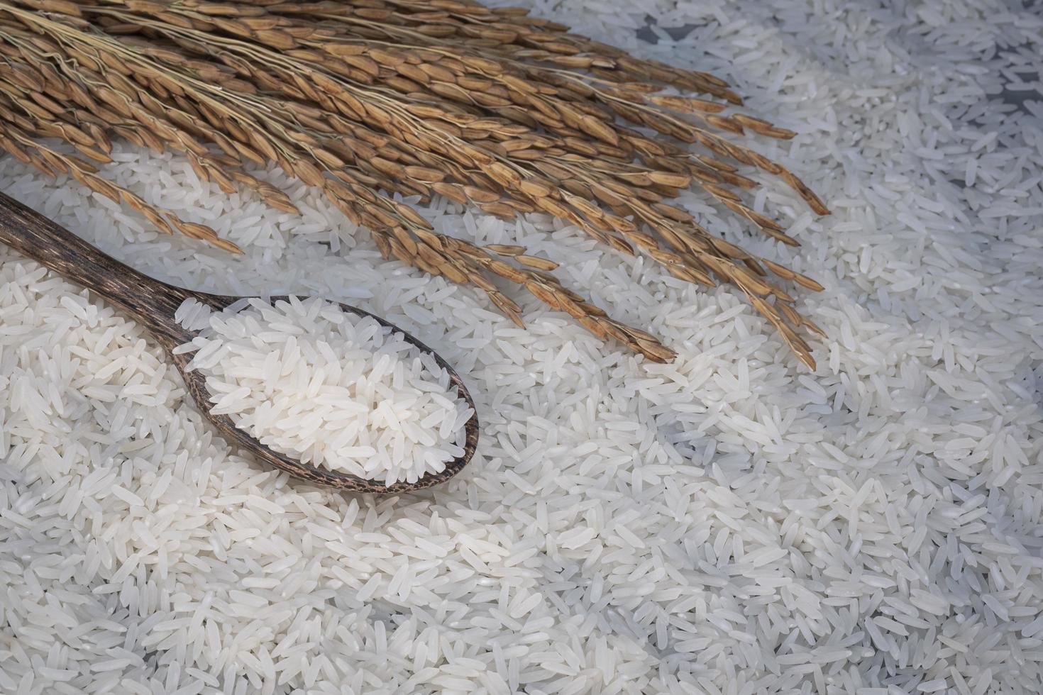 close-up e foco seletivo em arroz branco em colher de pau com orelha de arroz em fundo de arroz foto