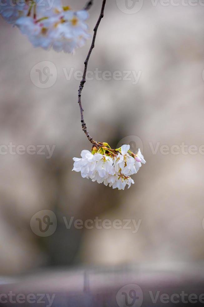 flor de cerejeira virada para baixo em uma temporada de primavera foto