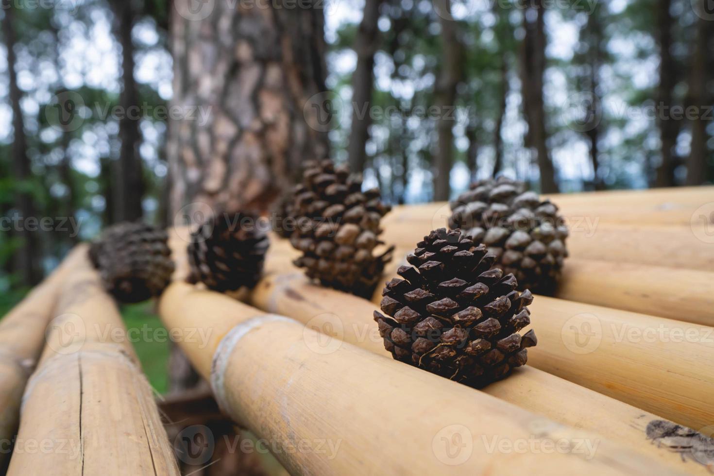 pinhas e natureza foto