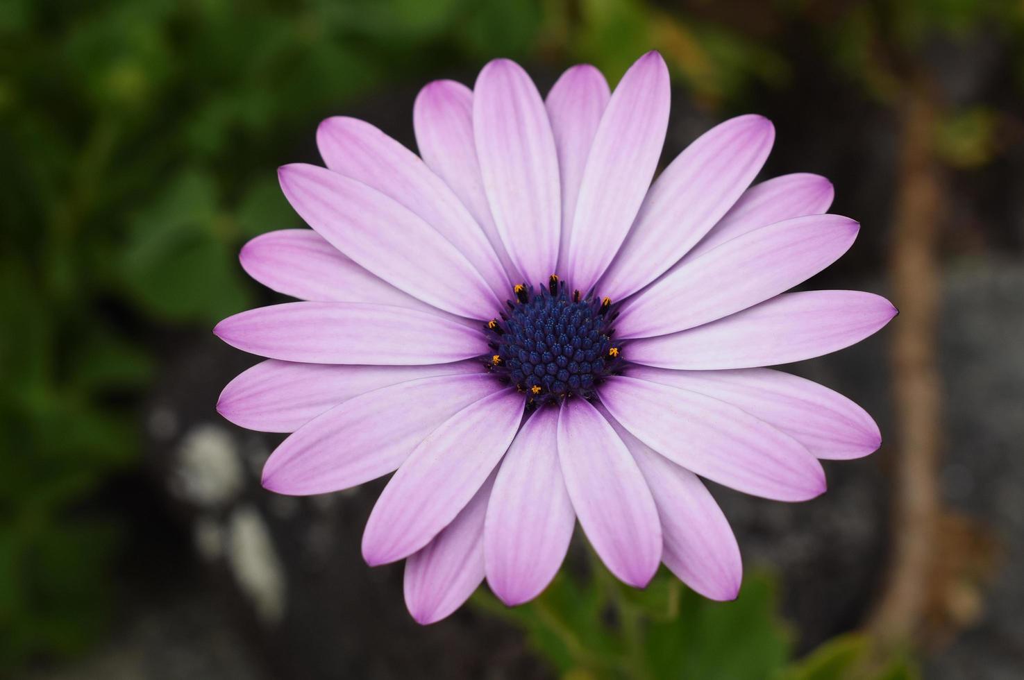 tema de primavera foto