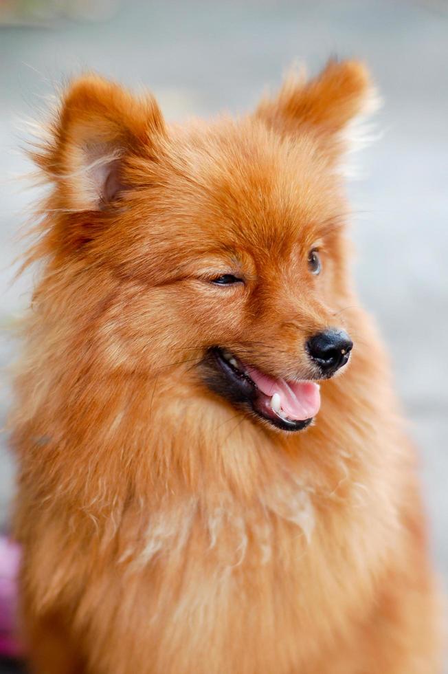 cachorro da Pomerânia marrom foto