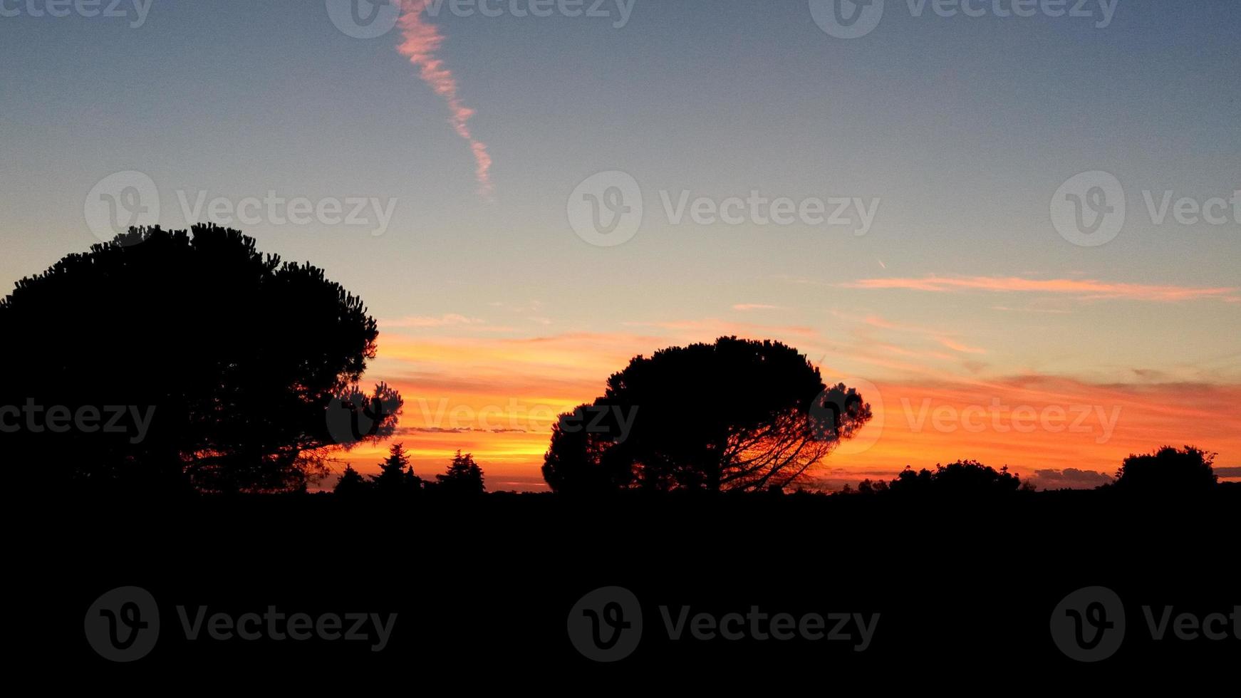 pôr do sol com silhueta de árvore foto