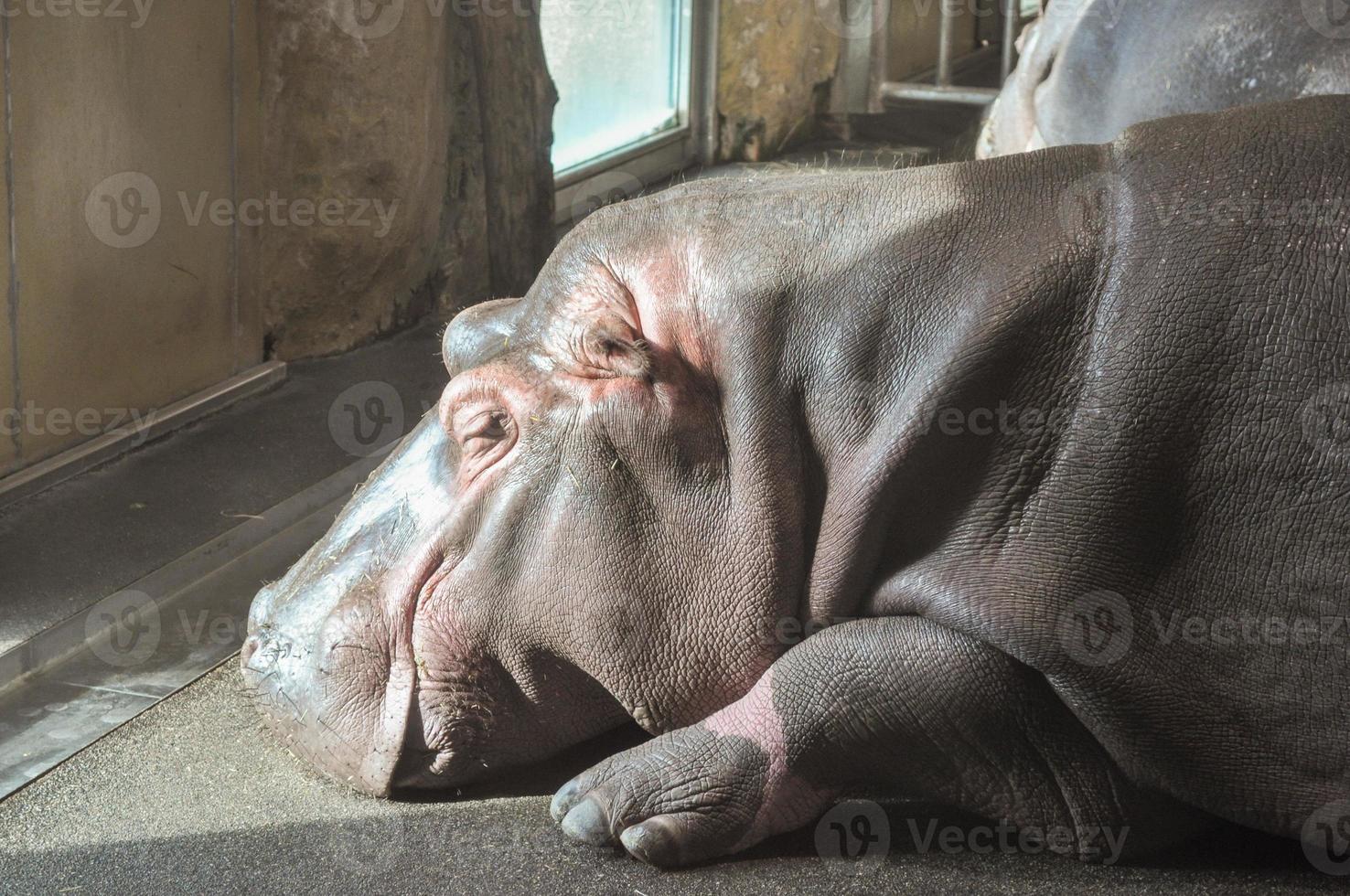hipopótamo mamífero animal foto
