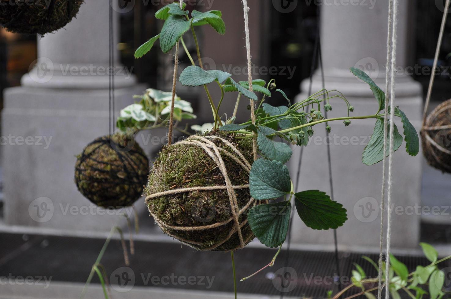 fundo de flores e plantas foto