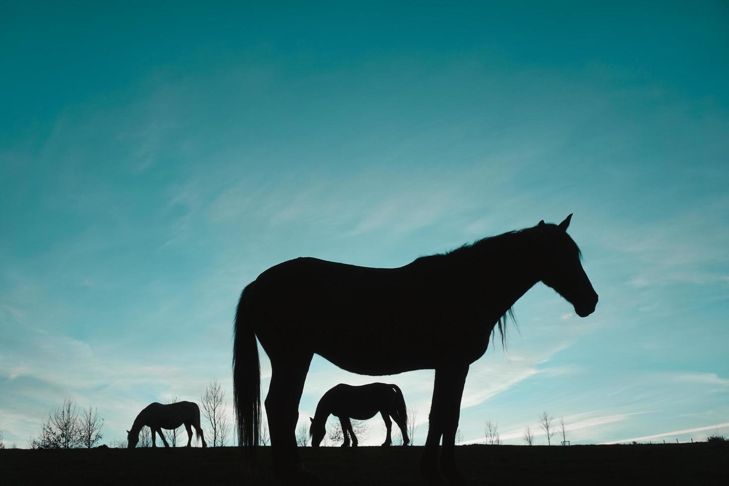 silhueta de cavalo no prado com um céu azul, animais em estado selvagem foto