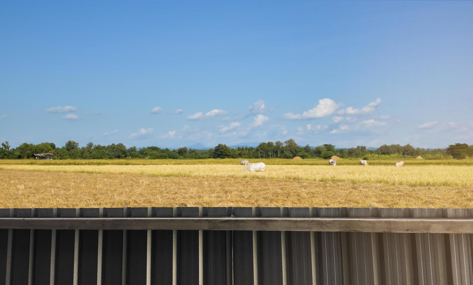 folhas de metal foram feitas a cerca da fazenda de arroz e casa na parte rural dos países asiáticos, foco suave e seletivo. foto