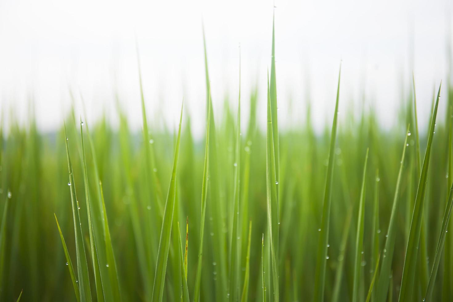 a planta de arroz verde pela manhã tinha gotas de orvalho. foto