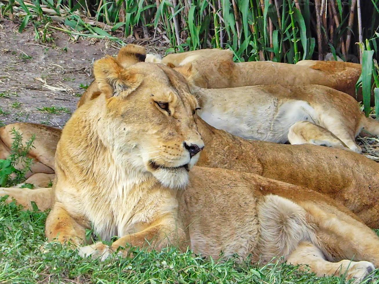 africano safari park perto da cidade de puebla no méxico foto