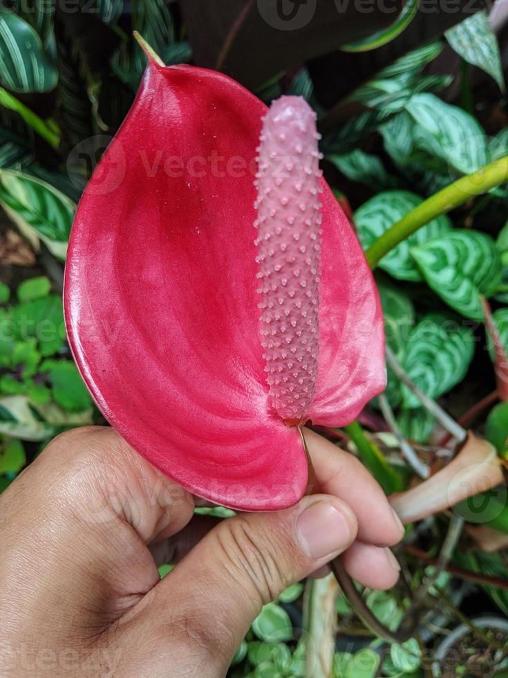 foto de retrato de uma mão segurando uma linda flor vermelha