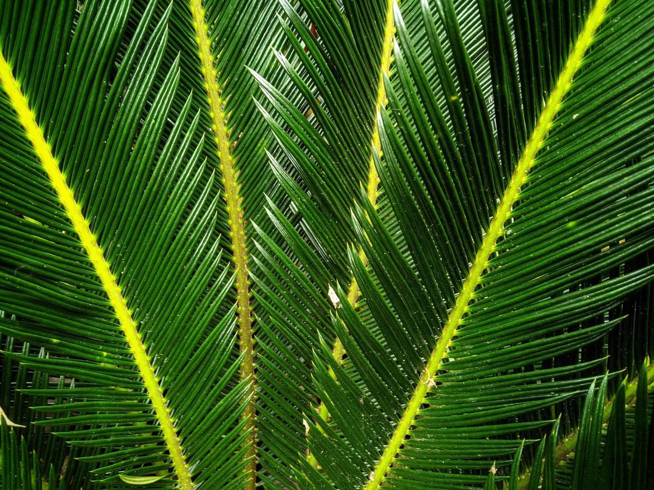 fundo natural de folhas verdes. foto