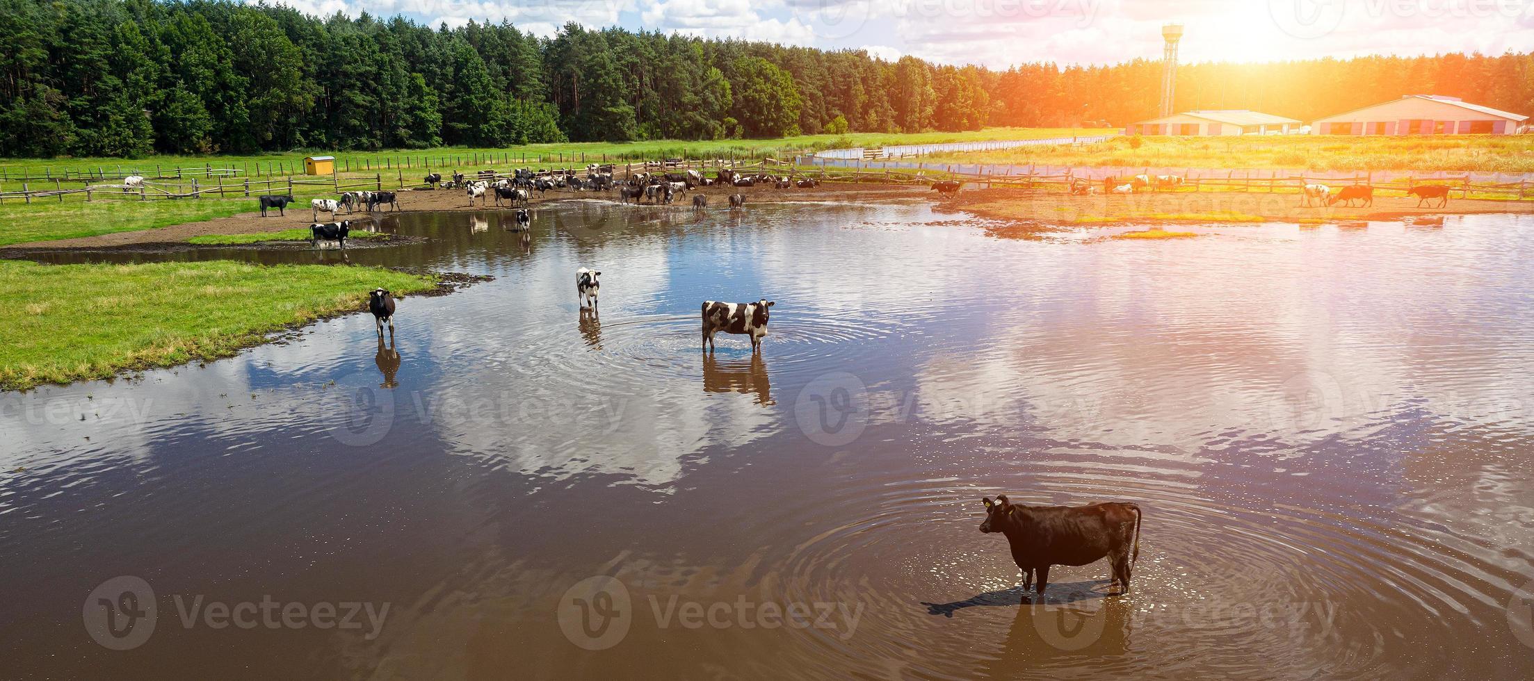 vista aérea do rebanho de vacas pastando no campo de pastagem, vista superior drone pov, no campo de grama essas vacas são geralmente usadas para produção de laticínios. foto