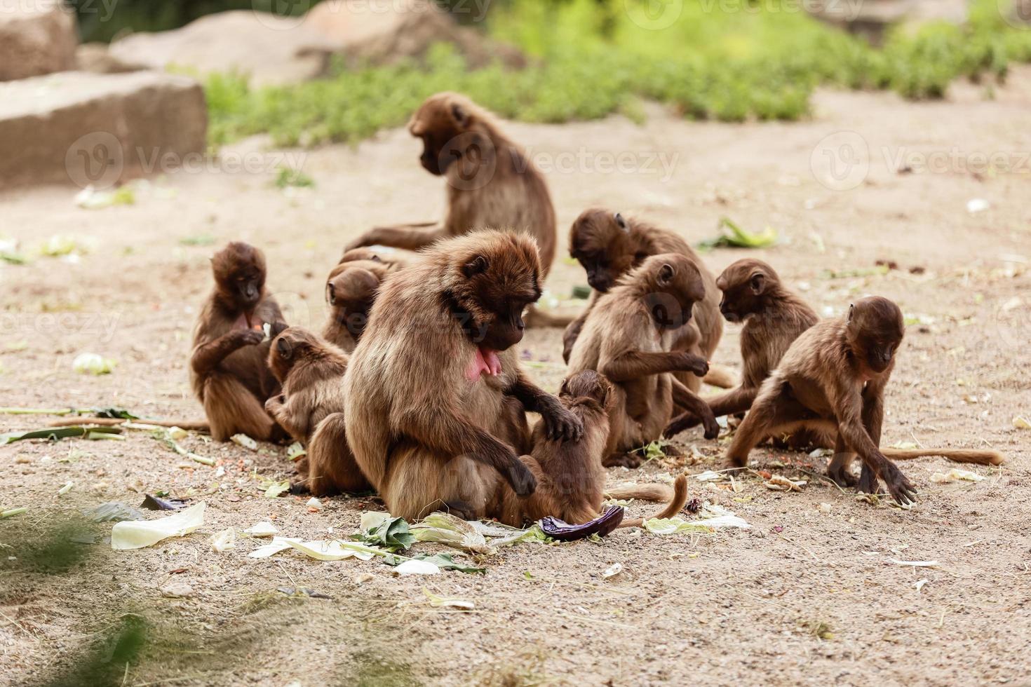 um grupo de macacos macacos no chão no parque em sua vida diária foto