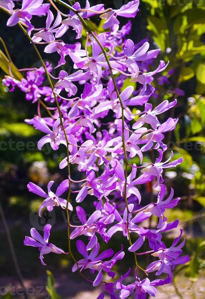 linda orquídea branca roxa e luz moring na fazenda tailândia foto