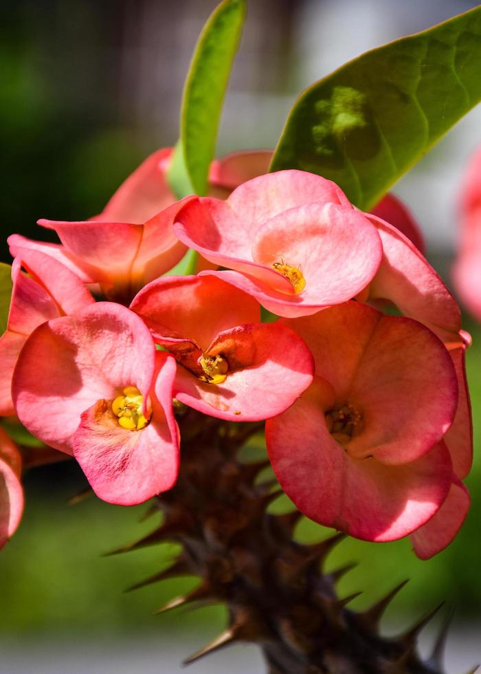 flores de cacto vermelho florescendo de manhã no jardim na tailândia foto