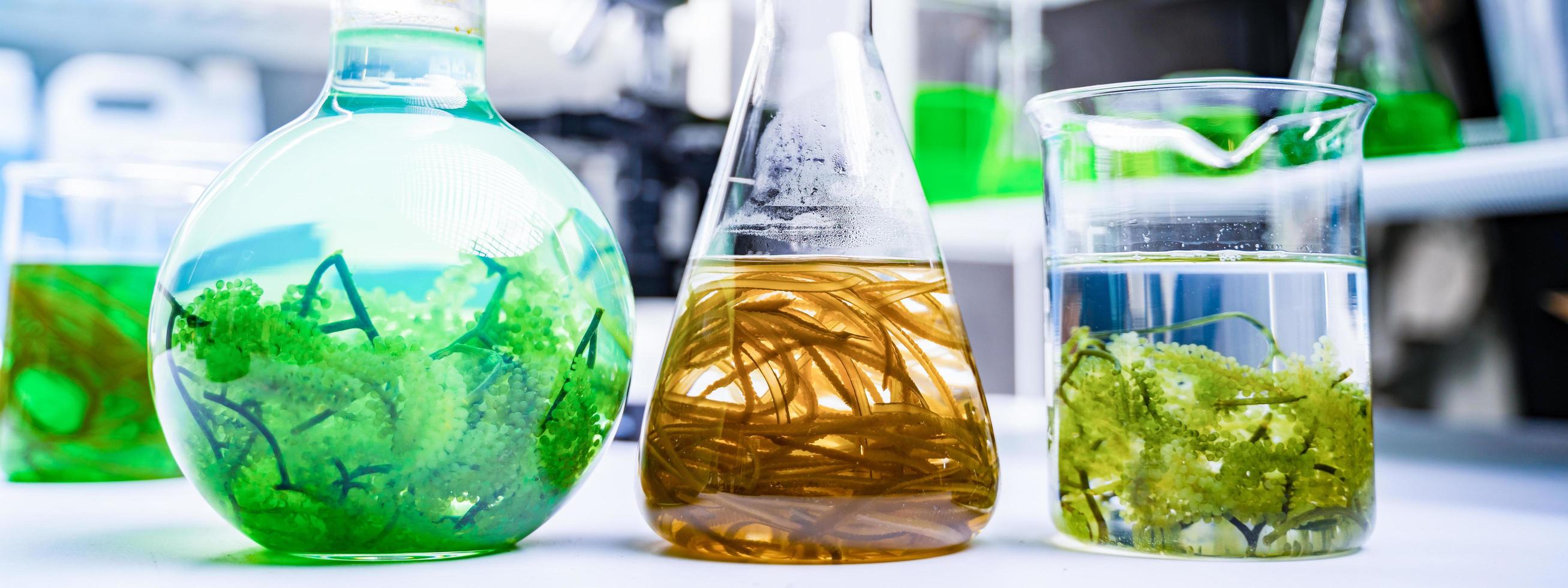 fundo de banner de pesquisa de biotecnologia de algas, experimento de algas pesquisando em laboratório para uso em energia de biocombustível industrial, produção de desenvolvimento sustentável do sistema industrial de biodiesel foto