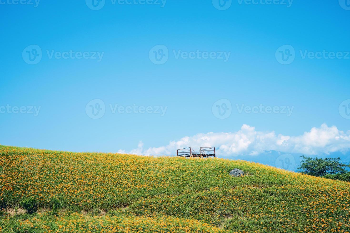 bela fazenda de flores de hemerocallis laranja na montanha liushidan sessenta montanhas rochosas com céu azul e nuvem em taiwan hualien fuli, close-up, copie o espaço foto