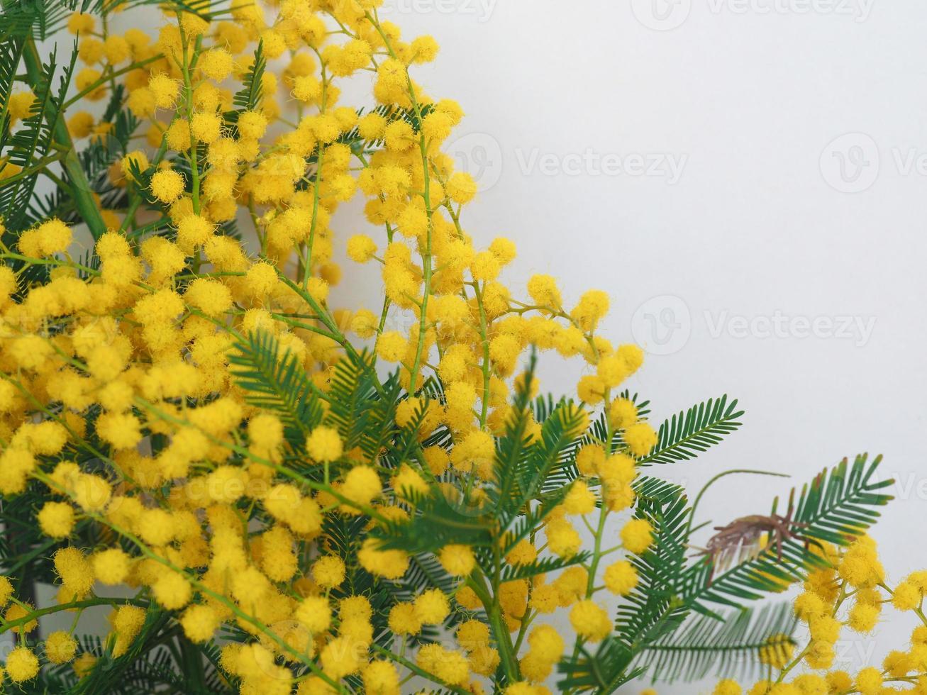 mimosa sc. nome acácia dealbata flor amarela 6908384 Foto de stock no  Vecteezy