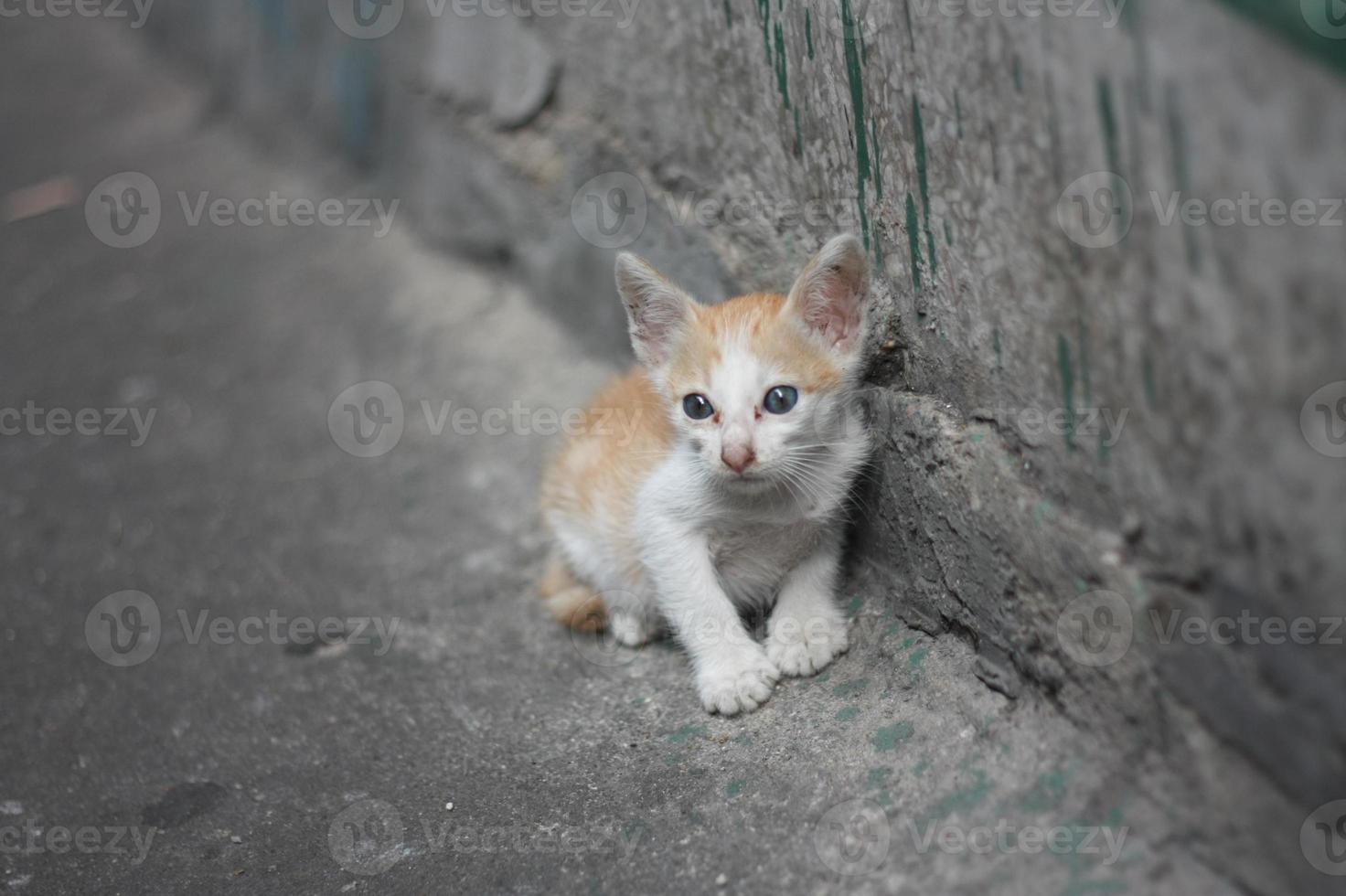 pobre gato branco laranja sozinho sem a mãe de pé ao lado da parede suja perto do canal. foto