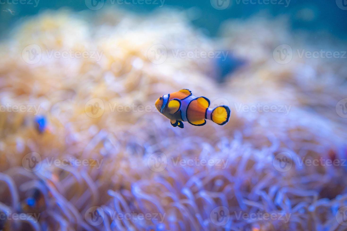 peixe-palhaço ou anêmona nadam em torno de anêmonas do mar no mar. foto