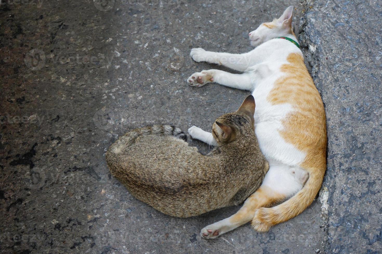 marrom e branco-laranja adoráveis 2 gatos sentam e dormem ao lado juntos na rua. foto