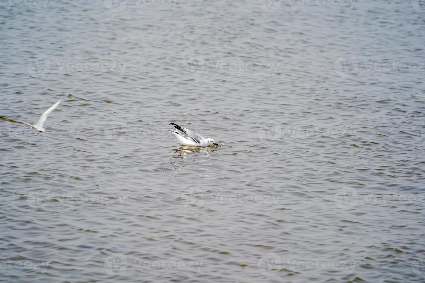 os pássaros de gaivota na praia e floresta de mangue no país da tailândia. foto