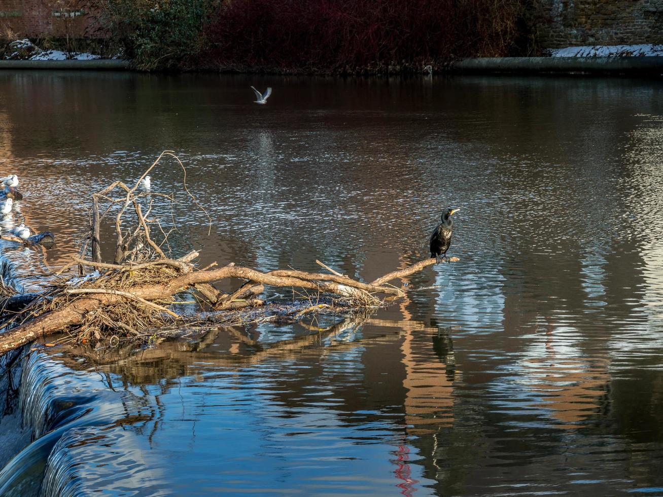 cormorão em pé em uma árvore caída presa no açude no rio desgaste em durham foto