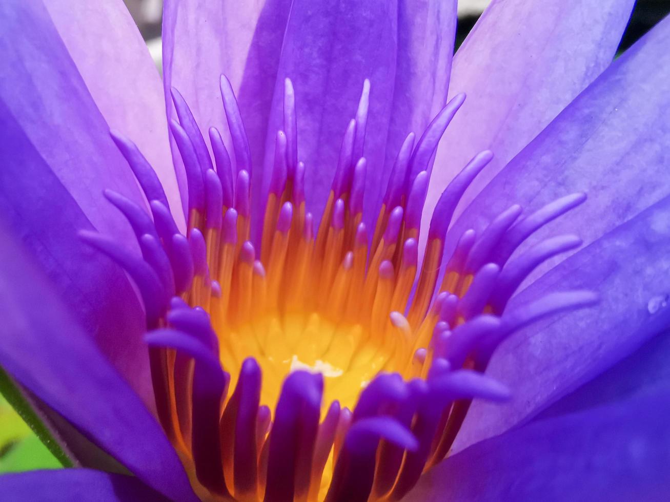 lótus florescendo, roxo rosado com estames amarelos uma bela flor foto