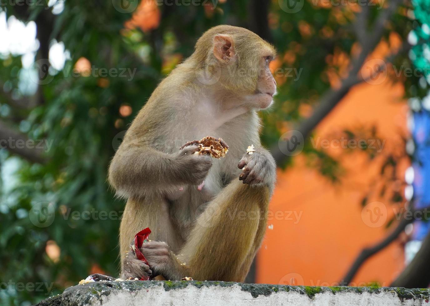 macaco comendo comida na floresta foto