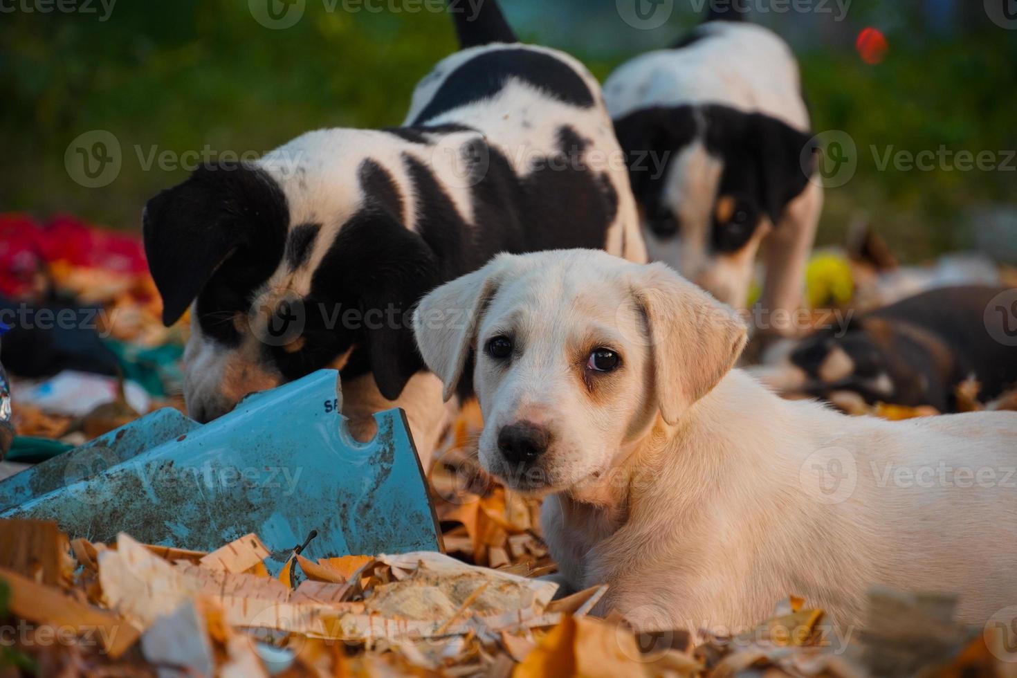 imagens fofas de cachorros de rua indianos foto