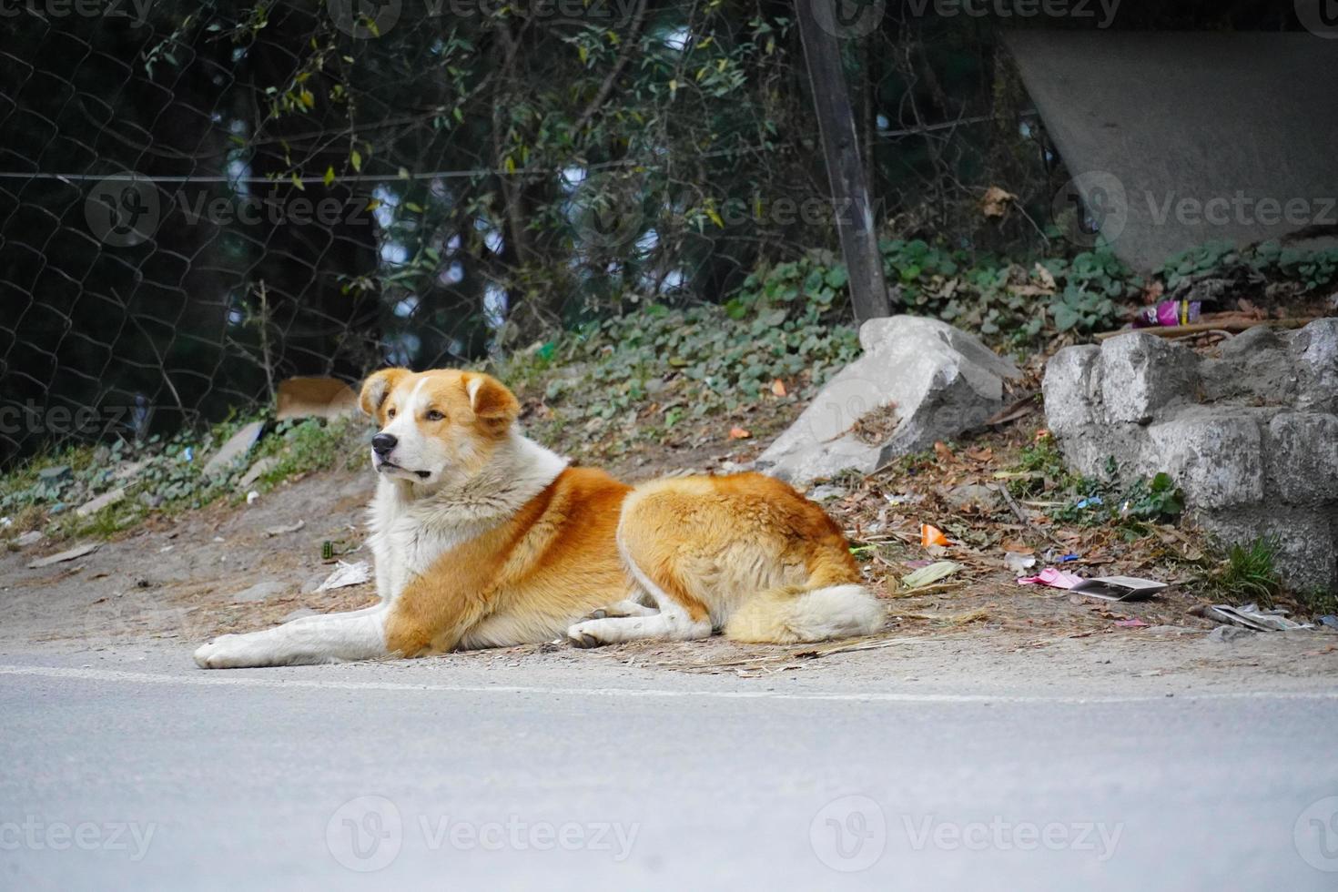 imagens fofas de cachorros de rua indianos foto