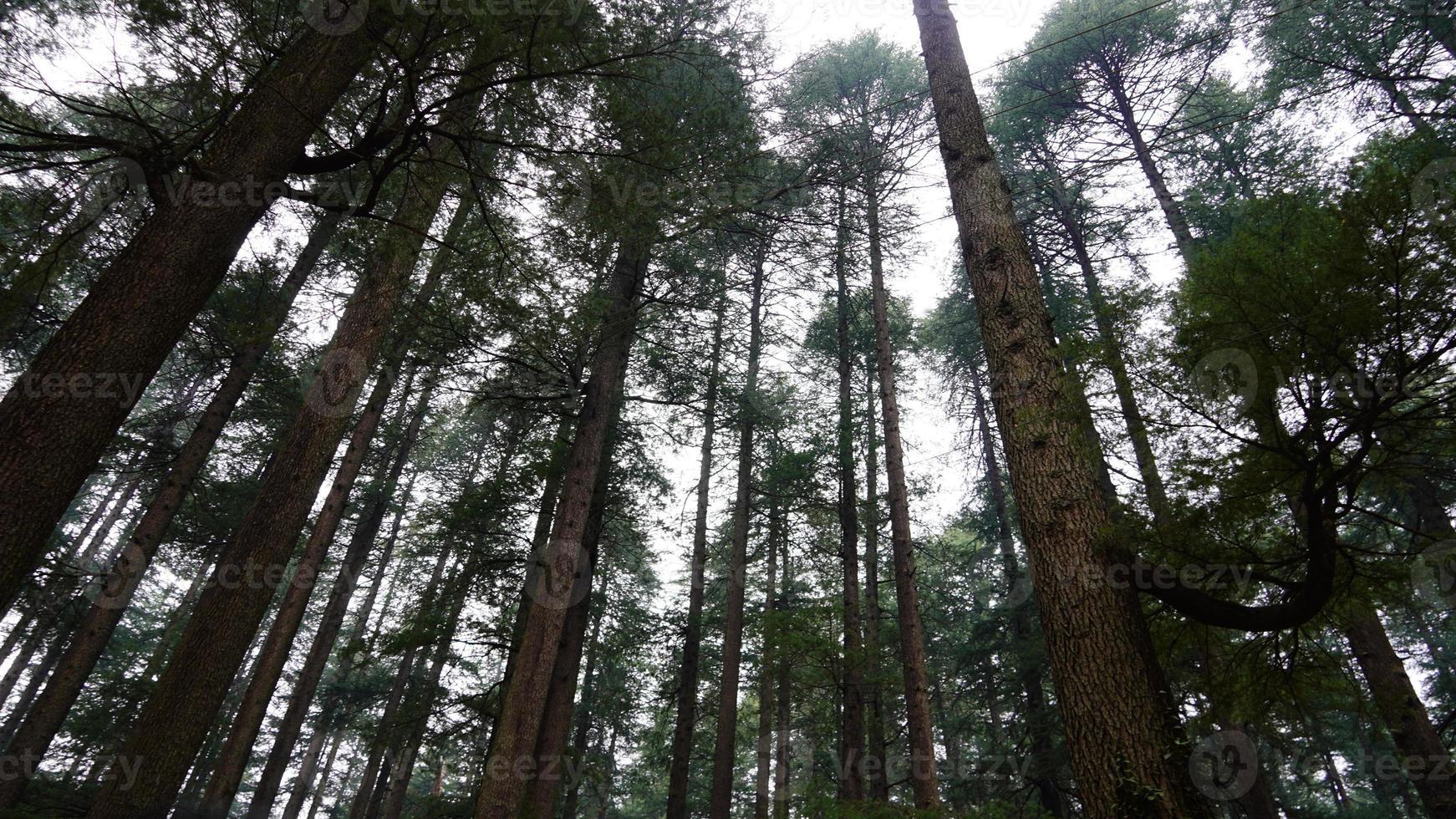 bela imagem de paisagem com grandes árvores enormes foto