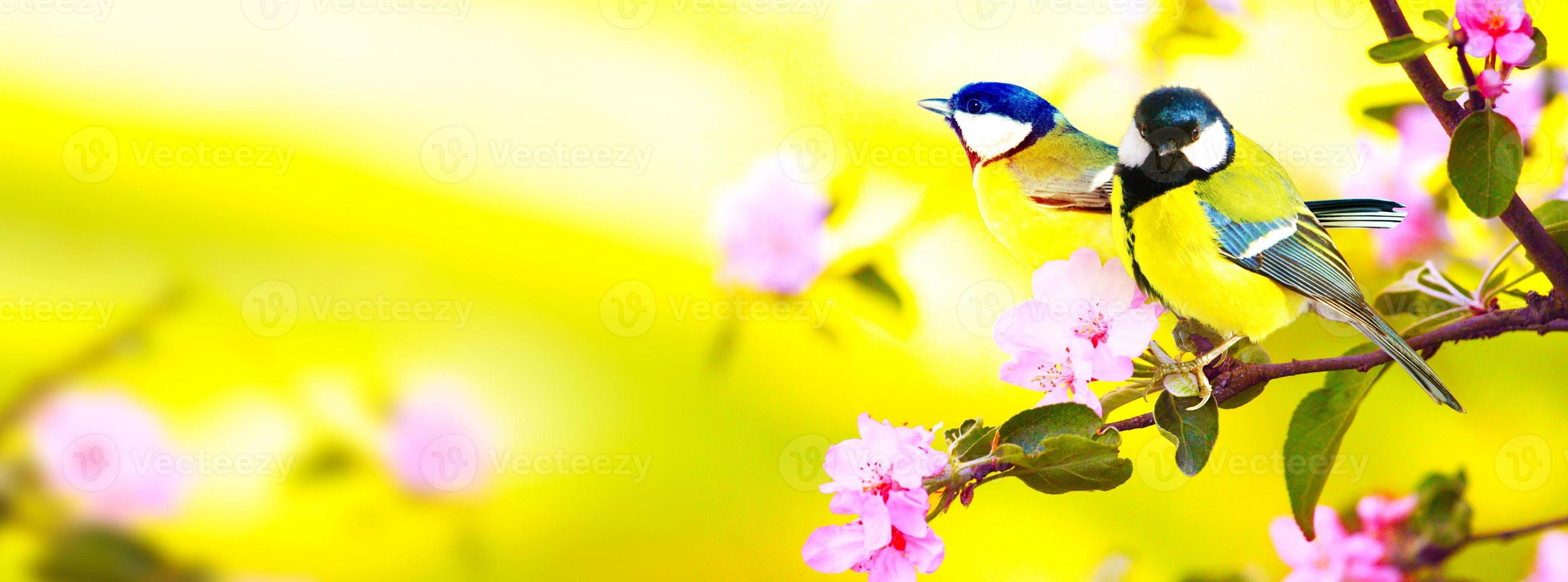 chapim sentado em um galho de árvore em clima de primavera foto