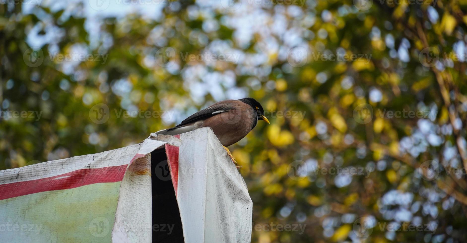 o myna comum é uma ave da família sturnidae foto