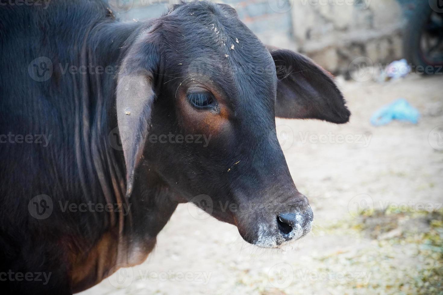 belas imagens indianas de vacas vaca bonita foto